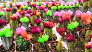 BEST DESERT LANDSCAPING IDEAS