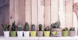 best desert landscaping ideas