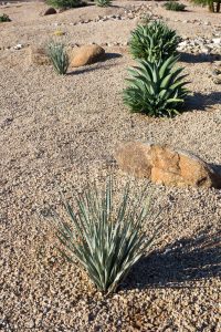 best desert landscaping ideas