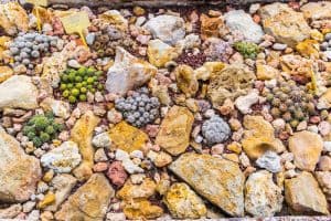 best desert landscaping ideas