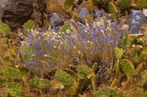 best desert landscaping ideas