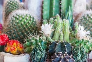 best desert landscaping ideas