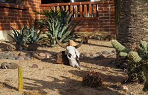best desert landscaping ideas