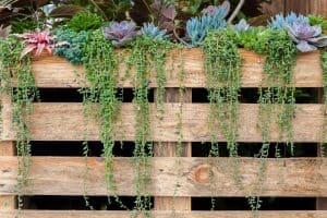 best desert landscaping ideas