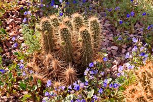 best desert landscaping ideas