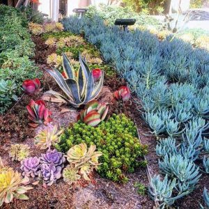 best desert landscaping ideas