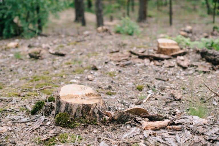 Is Magnolia Wood Good For Anything? (17 Facts With Pictures) UpHomely