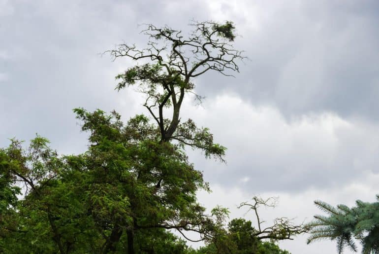 Is Black Locust Wood Good For Anything? (10 Quick Facts) UpHomely