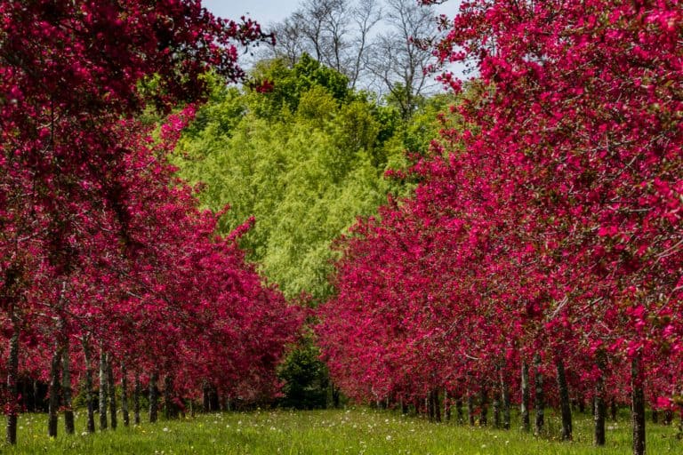 Is Crabapple Wood Good for Anything? (9 Quick Facts)