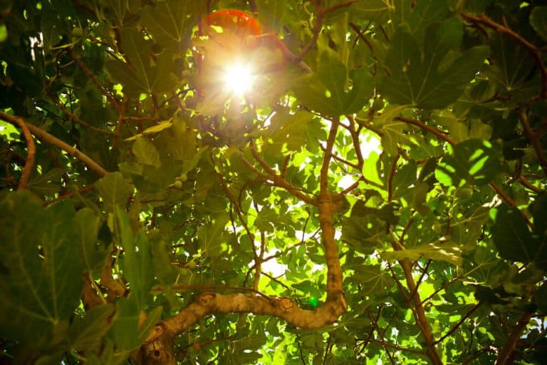 Is Fig Wood Good for Anything? (10 Facts With Pictures)