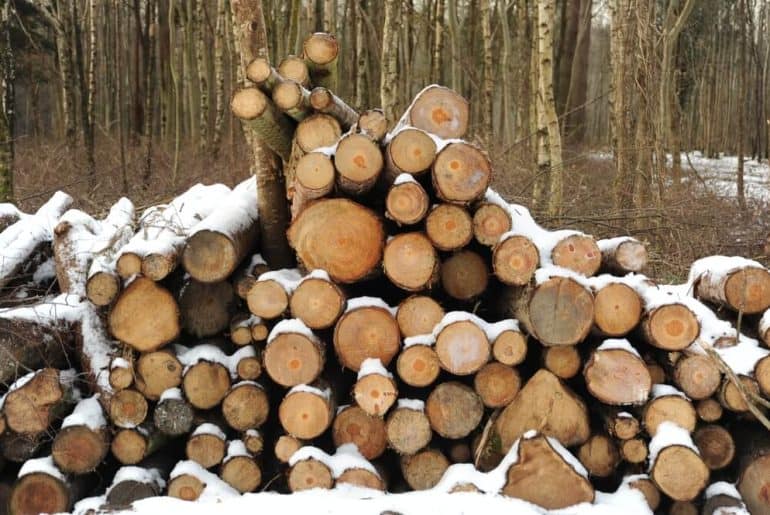 Is Sumac Wood Good for Anything? (9 Facts With Pictures) UpHomely